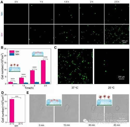 具有可逆分子識(shí)別的溫敏性唾液酸印跡水凝膠用于選擇性的腫瘤細(xì)胞捕獲與釋放