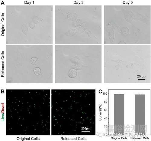 具有可逆分子識(shí)別的溫敏性唾液酸印跡水凝膠用于選擇性的腫瘤細(xì)胞捕獲與釋放