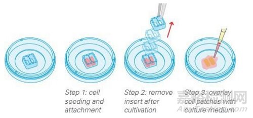 細(xì)胞劃痕實(shí)驗(yàn)新方法詳解