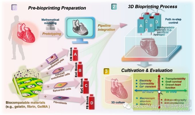 3D生物打印技術(shù)在心臟組織工程和再生研究中的前沿應用