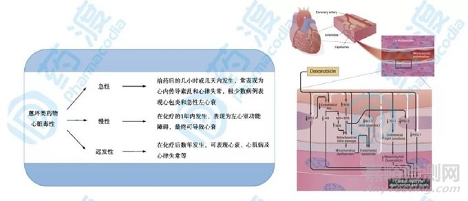 從分子設計角度：看蒽環(huán)類藥物結構及毒性