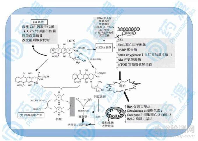 從分子設計角度：看蒽環(huán)類藥物結構及毒性
