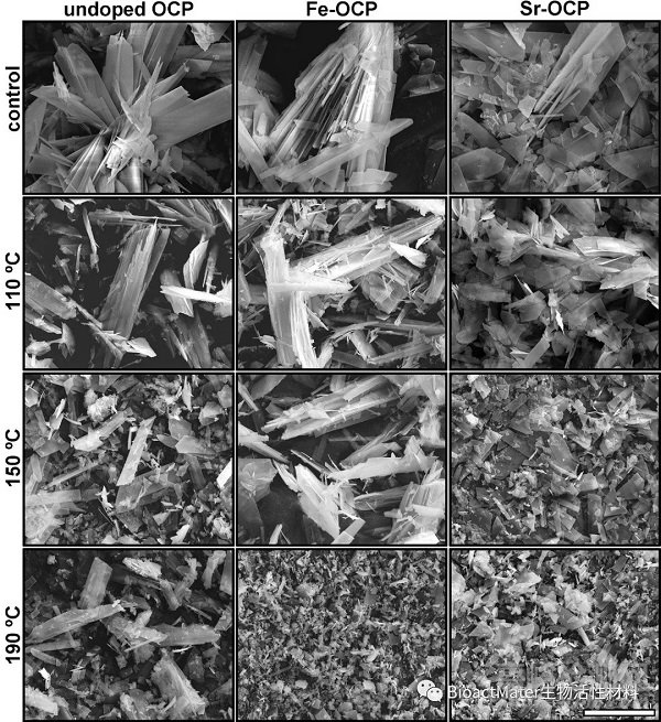 離子摻雜增強(qiáng)磷酸鈣材料的理化性能和細(xì)胞活性:基于熱穩(wěn)定性的角度