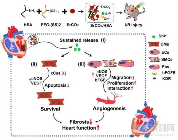 鍶離子治療心肌缺血/再灌注損傷研究獲進(jìn)展