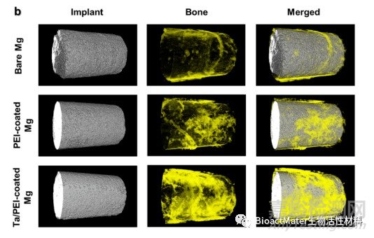 在鎂植入物上構(gòu)建具有腐蝕保護(hù)和骨整合特性的鉭/聚乙烯亞胺涂層