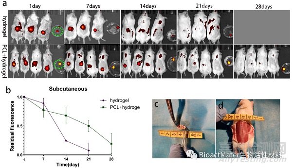 3D生物打印仿生半月板支架應(yīng)用于組織工程領(lǐng)域