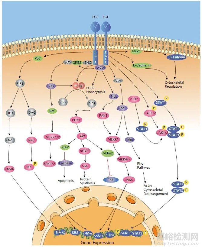 EGFR靶點(diǎn)藥物臨床研究進(jìn)展及伴隨診斷解決方案