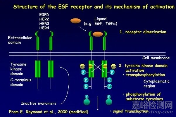 EGFR靶點(diǎn)藥物臨床研究進(jìn)展及伴隨診斷解決方案