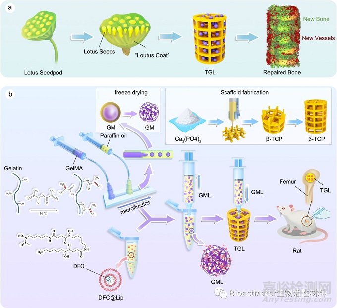 受“蓮蓬”啟發(fā)構(gòu)建內(nèi)部血管化的3D打印支架促進(jìn)骨修復(fù)