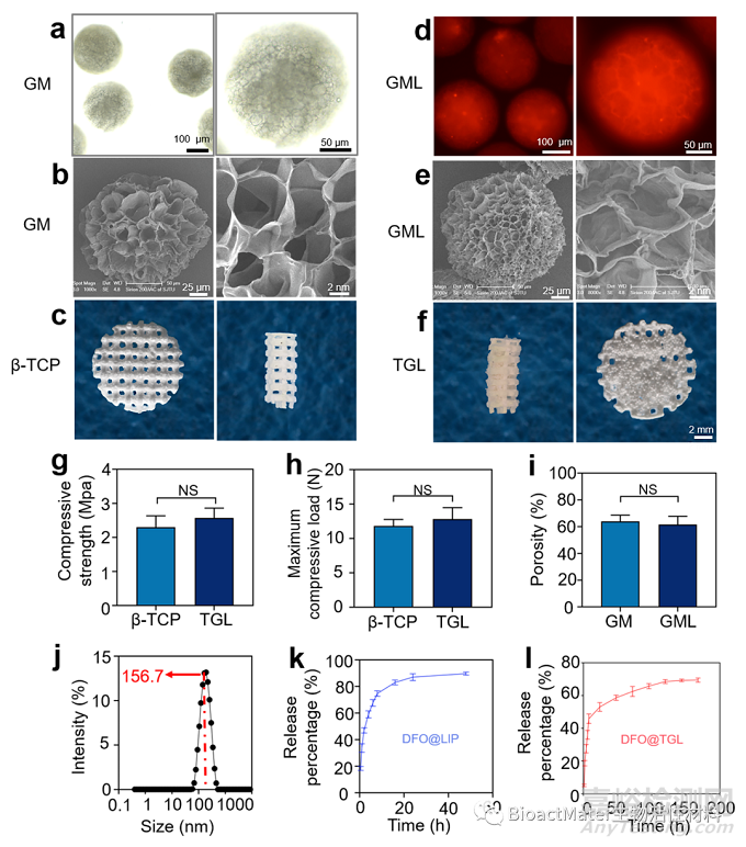 受“蓮蓬”啟發(fā)構(gòu)建內(nèi)部血管化的3D打印支架促進(jìn)骨修復(fù)