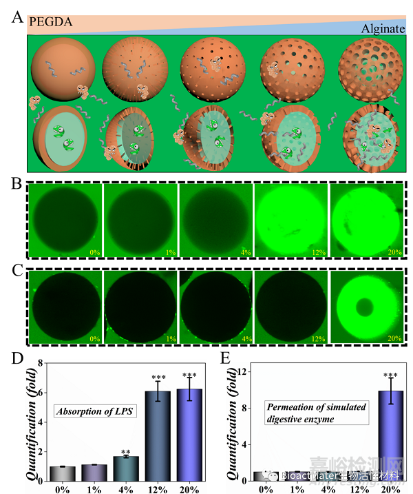 仿生清道夫的微膠囊進行腸內(nèi)脂多糖解毒