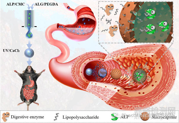 仿生清道夫的微膠囊進行腸內(nèi)脂多糖解毒