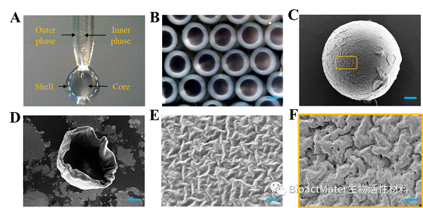 仿生清道夫的微膠囊進行腸內(nèi)脂多糖解毒