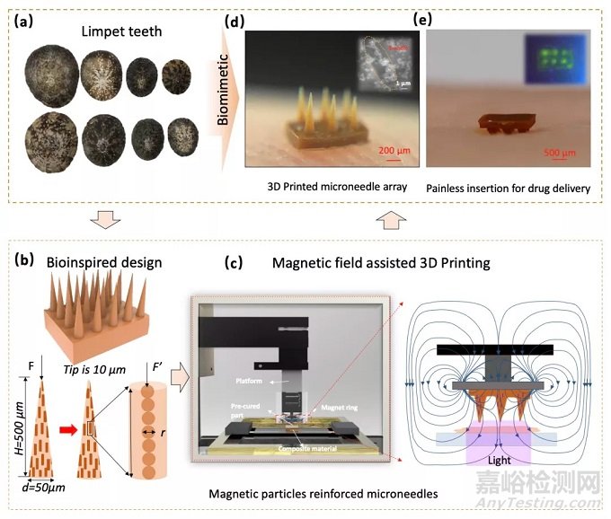 ?磁場輔助3D打印制備仿生帽貝牙齒結(jié)構(gòu)的無痛微針