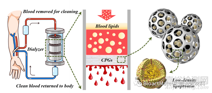 源于天然花粉的磁性多孔顆粒用于吸附血漿中低密度脂蛋白