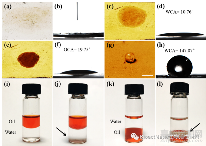 源于天然花粉的磁性多孔顆粒用于吸附血漿中低密度脂蛋白