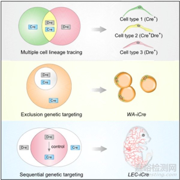 科研人員建立譜系示蹤新技術(shù)并發(fā)現(xiàn)成體脂肪干細(xì)胞