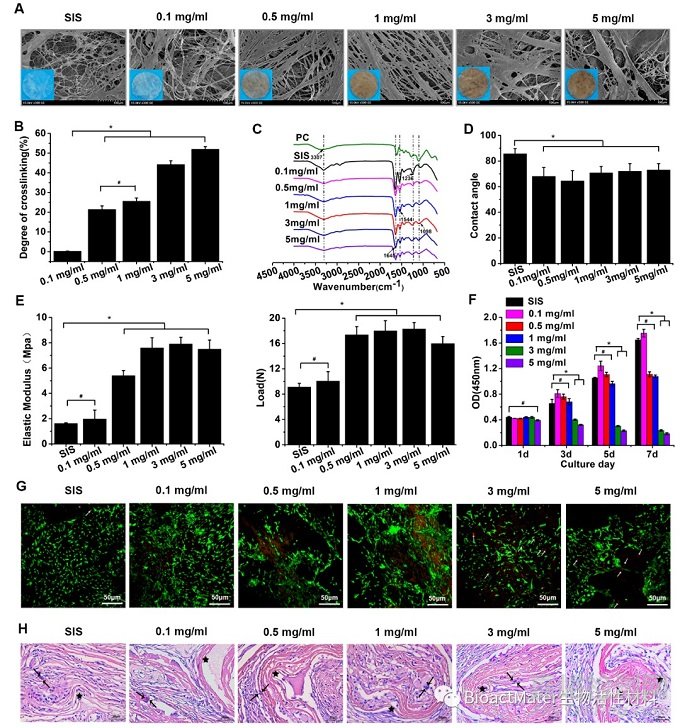 一種促進膀胱平滑肌再生及功能重建的新型材料：原花青素交聯(lián)豬小腸黏膜下層補片