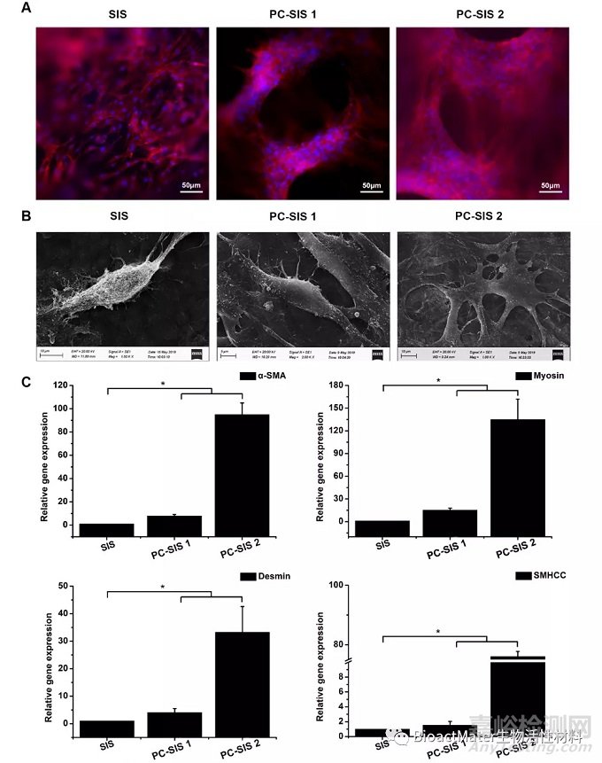 一種促進膀胱平滑肌再生及功能重建的新型材料：原花青素交聯(lián)豬小腸黏膜下層補片