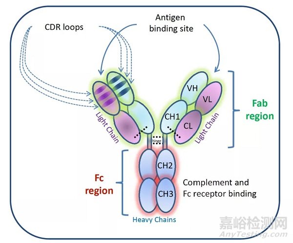 關(guān)于單克隆抗體藥物的10個(gè)答疑解惑