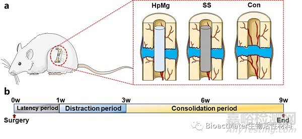 可降解高純鎂棒通過復(fù)合信號(hào)通路促進(jìn)牽張成骨新生骨鈣化過程