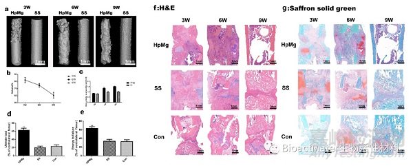 可降解高純鎂棒通過復(fù)合信號(hào)通路促進(jìn)牽張成骨新生骨鈣化過程