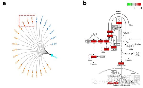 可降解高純鎂棒通過復(fù)合信號(hào)通路促進(jìn)牽張成骨新生骨鈣化過程
