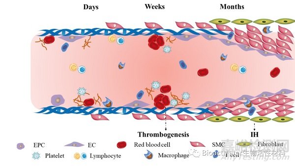 促進血管移植物的原位內(nèi)皮化與長期管腔通暢的挑戰(zhàn)和策略