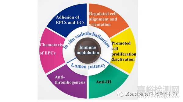 促進血管移植物的原位內(nèi)皮化與長期管腔通暢的挑戰(zhàn)和策略