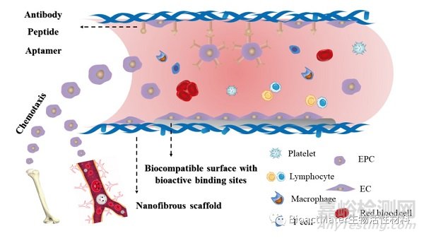 促進血管移植物的原位內(nèi)皮化與長期管腔通暢的挑戰(zhàn)和策略
