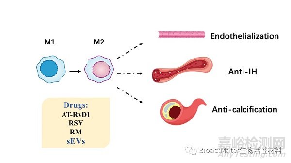 促進血管移植物的原位內(nèi)皮化與長期管腔通暢的挑戰(zhàn)和策略