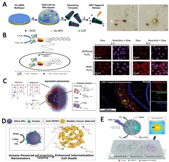 生物酶驅(qū)動微納米馬達(dá)的原理及其應(yīng)用