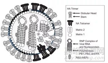 流感減毒活疫苗的交叉保護(hù)機(jī)制