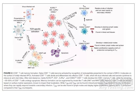 流感減毒活疫苗的交叉保護(hù)機(jī)制
