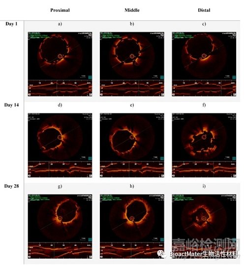 可生物降解鎂合金AZ31支架的建模、光化學(xué)腐蝕制備及體內(nèi)試驗(yàn)的初步研究