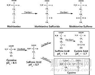 生物藥物穩(wěn)定性考慮因素:蛋白質(zhì)和肽降解途徑概述
