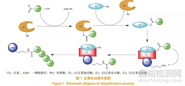 蛋白降解靶向嵌合體（PROTAC）在小分子藥物研發(fā)中的機(jī)遇與挑戰(zhàn)