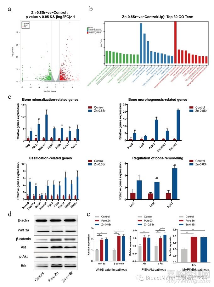 可降解Zn-Sr合金修復(fù)大鼠股骨髁骨缺損的體內(nèi)、體外研究