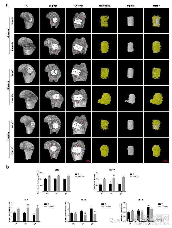 可降解Zn-Sr合金修復(fù)大鼠股骨髁骨缺損的體內(nèi)、體外研究