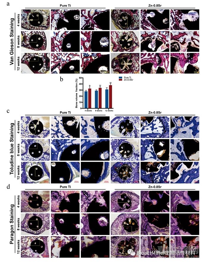 可降解Zn-Sr合金修復(fù)大鼠股骨髁骨缺損的體內(nèi)、體外研究