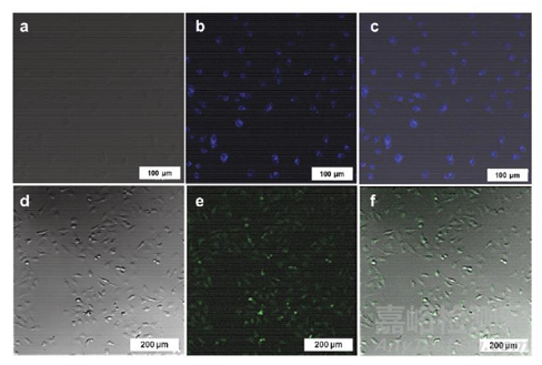 新型的非金屬半導(dǎo)體納米材料黑磷量子點(diǎn)的性質(zhì)及應(yīng)用