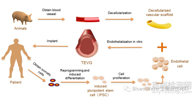 組織工程血管的不同內(nèi)皮化方式及種子細(xì)胞選擇
