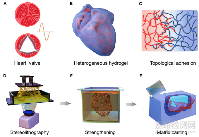 抗疲勞復(fù)合水凝膠模擬生物心臟瓣膜