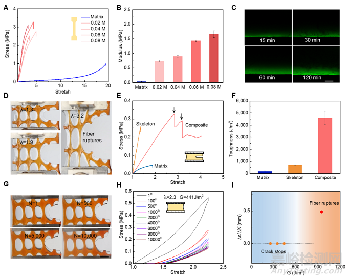 抗疲勞復(fù)合水凝膠模擬生物心臟瓣膜