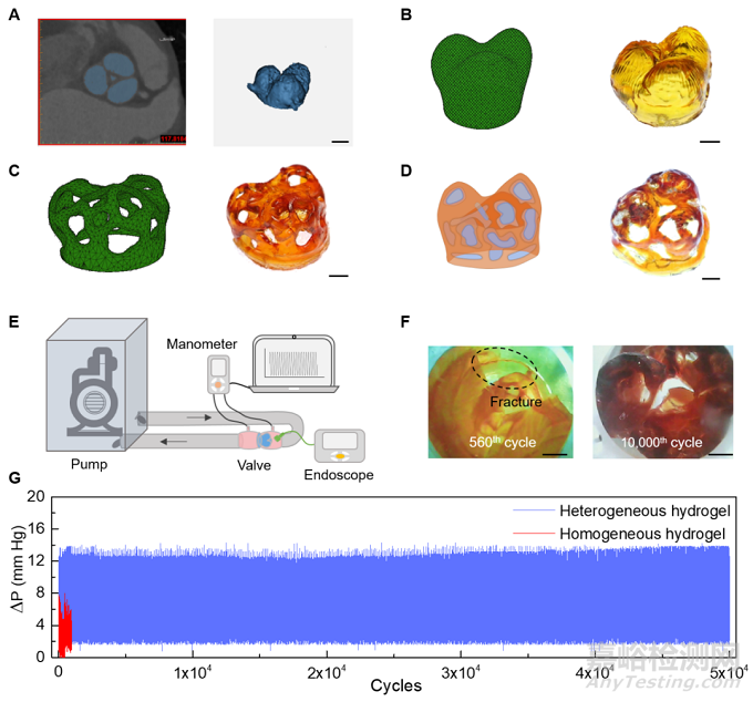 抗疲勞復(fù)合水凝膠模擬生物心臟瓣膜