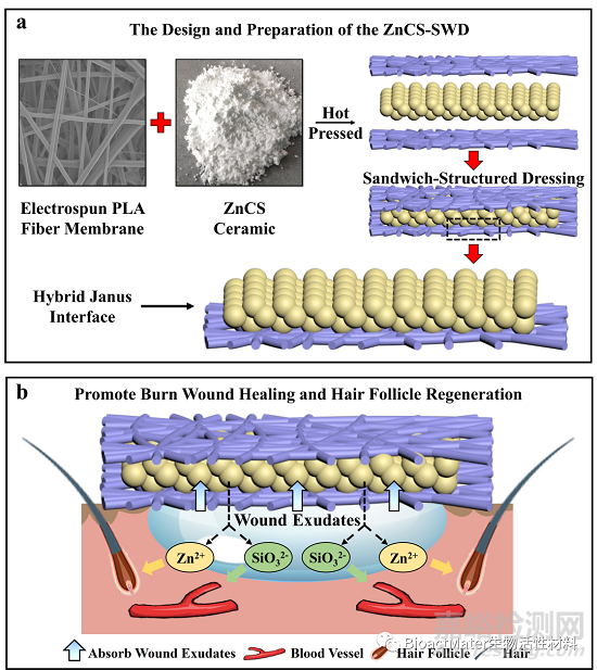 一種可吸收滲出液的Zn-Si生物陶瓷復(fù)合傷口敷料用于皮膚傷燒后的創(chuàng)面修復(fù)與毛囊再生