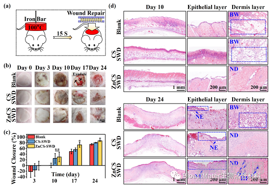 一種可吸收滲出液的Zn-Si生物陶瓷復(fù)合傷口敷料用于皮膚傷燒后的創(chuàng)面修復(fù)與毛囊再生