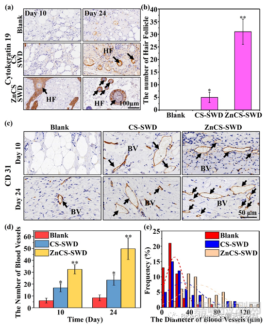 一種可吸收滲出液的Zn-Si生物陶瓷復(fù)合傷口敷料用于皮膚傷燒后的創(chuàng)面修復(fù)與毛囊再生