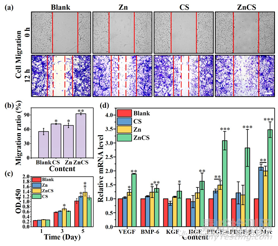 一種可吸收滲出液的Zn-Si生物陶瓷復(fù)合傷口敷料用于皮膚傷燒后的創(chuàng)面修復(fù)與毛囊再生