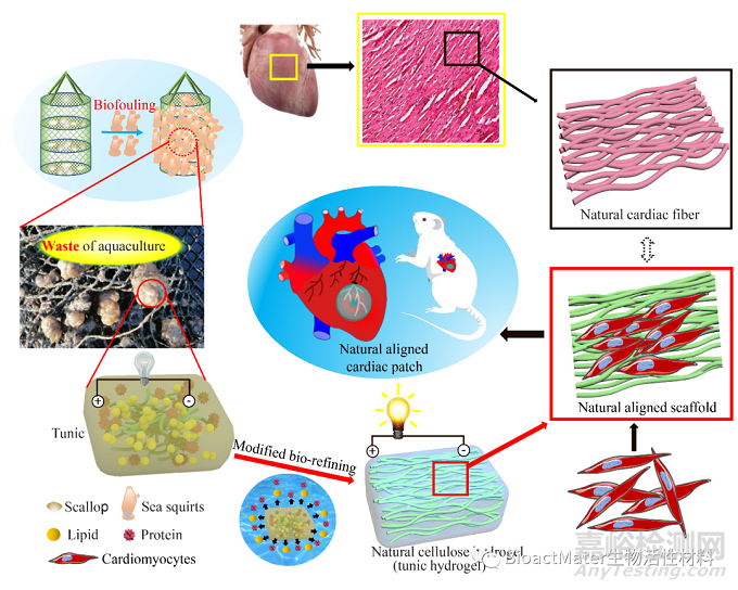 從海洋養(yǎng)殖廢棄物到促心梗修復(fù)的天然導(dǎo)電心肌補(bǔ)片